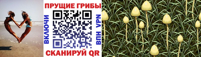 где купить наркотик  Бокситогорск  Галлюциногенные грибы мухоморы 